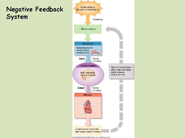 Negative Feedback System 