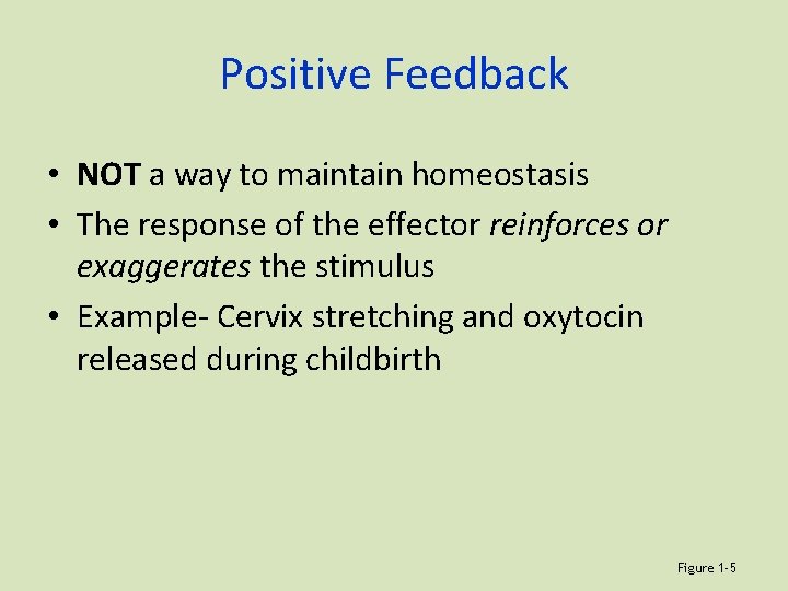 Positive Feedback • NOT a way to maintain homeostasis • The response of the