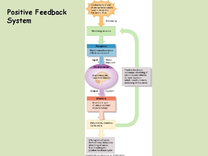 Positive Feedback System 