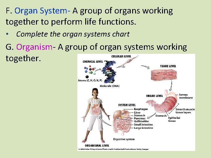 F. Organ System- A group of organs working together to perform life functions. •