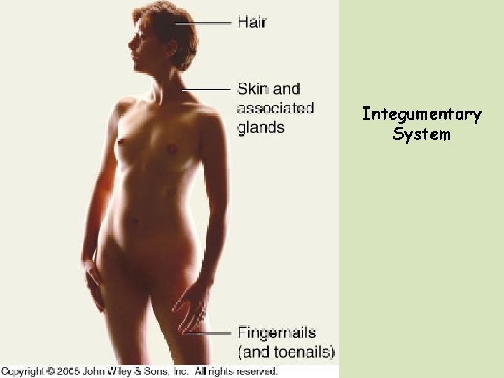 Integumentary System 