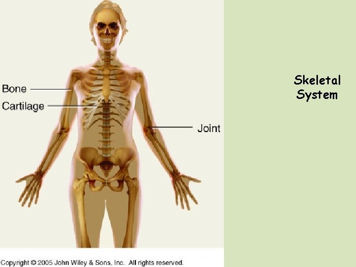 Skeletal System 