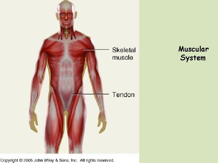 Muscular System 
