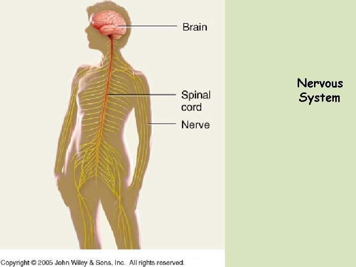 Nervous System 