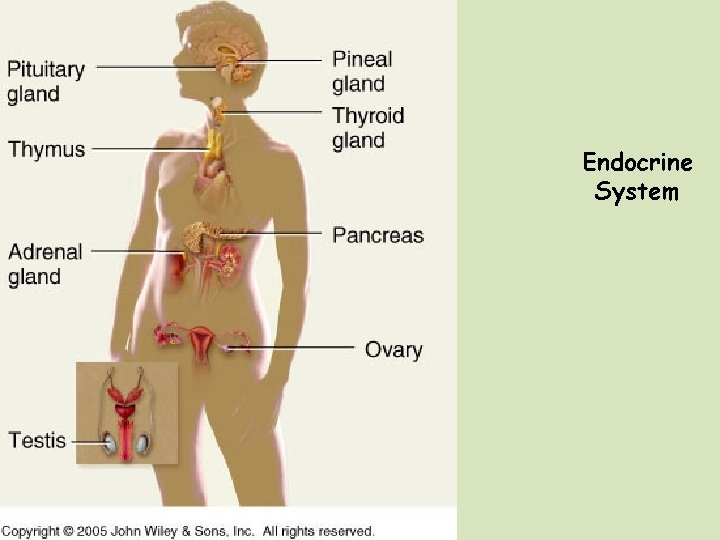 Endocrine System 