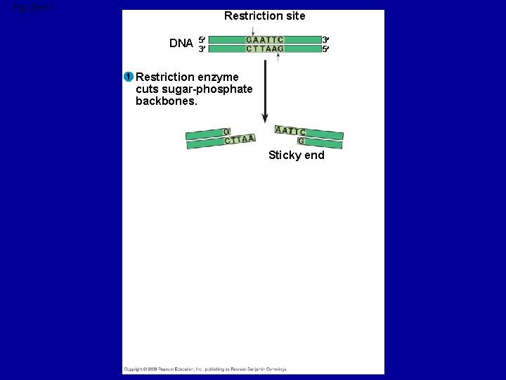 Fig. 20 -3 -1 Restriction site DNA 1 5 3 3 5 Restriction enzyme