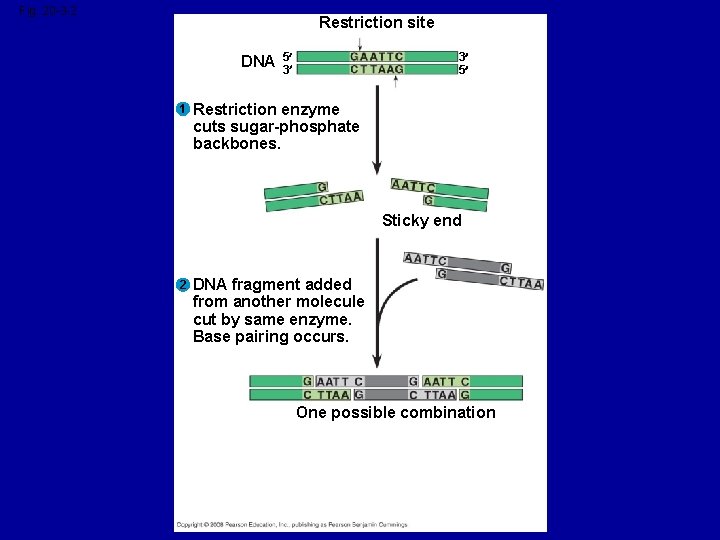 Fig. 20 -3 -2 Restriction site DNA 1 5 3 3 5 Restriction enzyme