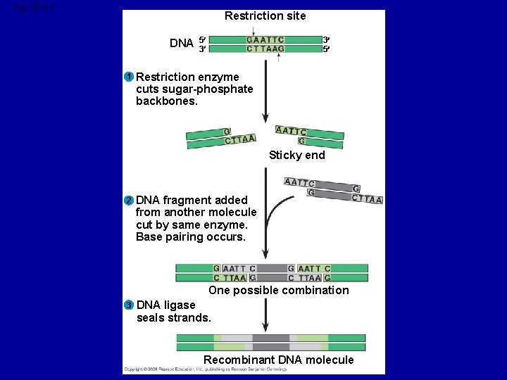 Fig. 20 -3 -3 Restriction site DNA 1 5 3 3 5 Restriction enzyme
