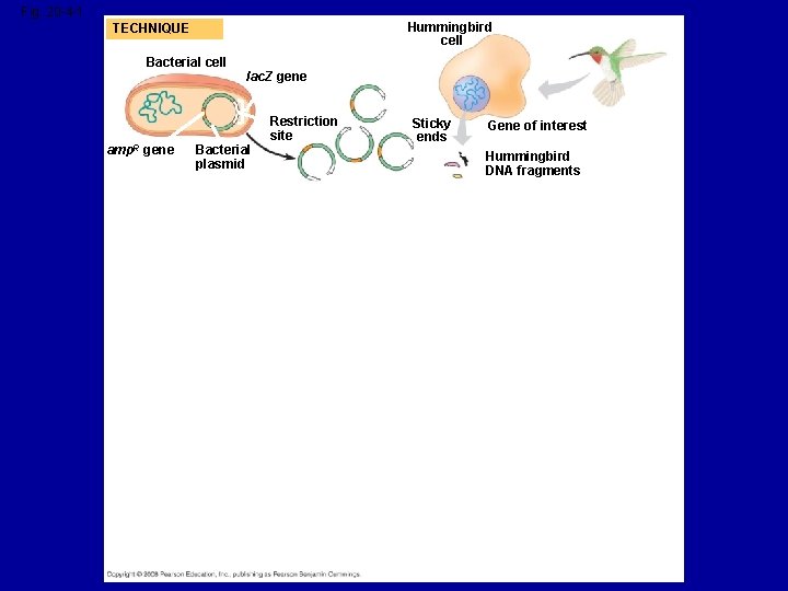 Fig. 20 -4 -1 Hummingbird cell TECHNIQUE Bacterial cell amp. R gene lac. Z