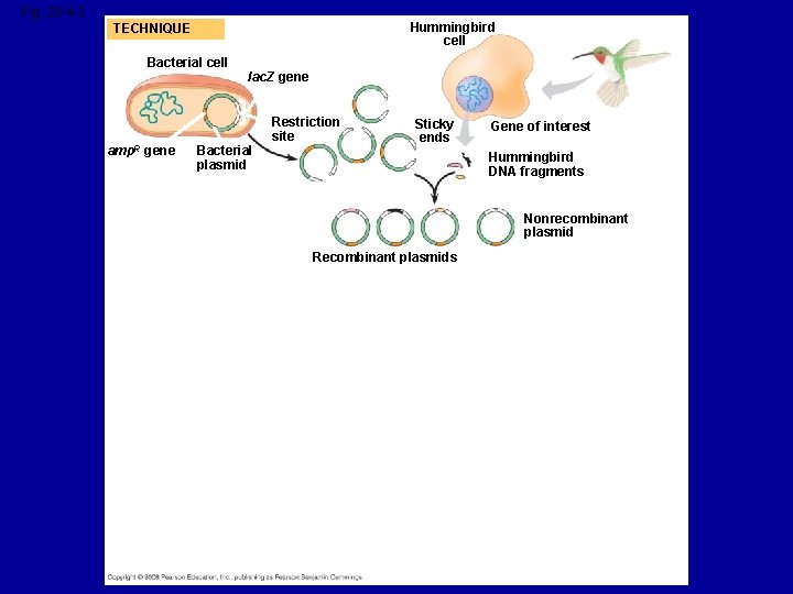 Fig. 20 -4 -2 Hummingbird cell TECHNIQUE Bacterial cell amp. R gene lac. Z