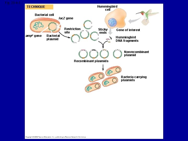 Fig. 20 -4 -3 Hummingbird cell TECHNIQUE Bacterial cell amp. R gene lac. Z
