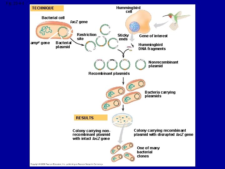 Fig. 20 -4 -4 Hummingbird cell TECHNIQUE Bacterial cell amp. R gene lac. Z