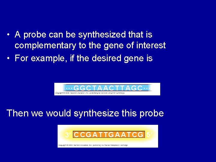  • A probe can be synthesized that is complementary to the gene of