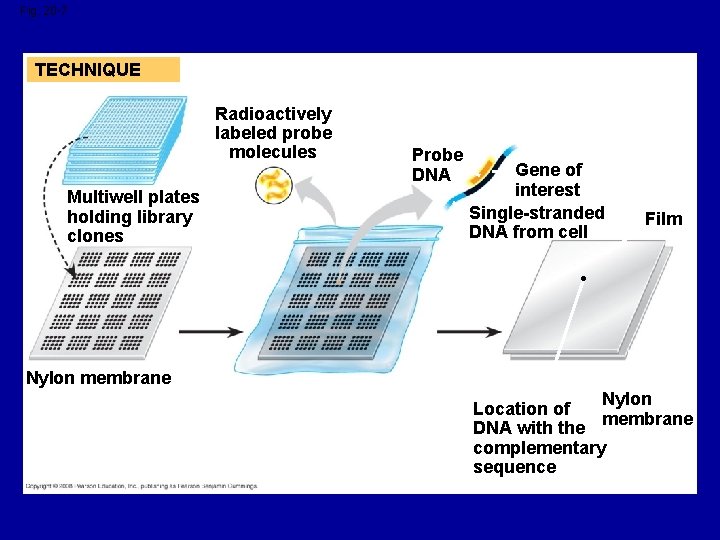 Fig. 20 -7 TECHNIQUE Radioactively labeled probe molecules Multiwell plates holding library clones Probe