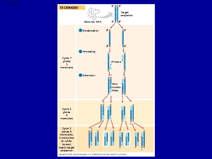 Fig. 20 -8 5 TECHNIQUE 3 Target sequence 3 Genomic DNA 1 Denaturation 5