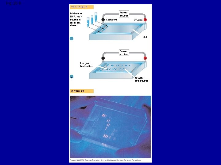 Fig. 20 -9 TECHNIQUE Mixture of DNA molecules of different sizes Power source –