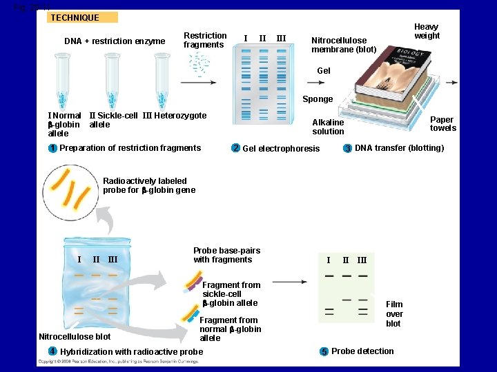 Fig. 20 -11 TECHNIQUE DNA + restriction enzyme Restriction fragments I II III Heavy