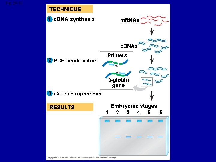 Fig. 20 -13 TECHNIQUE 1 c. DNA synthesis m. RNAs c. DNAs 2 PCR