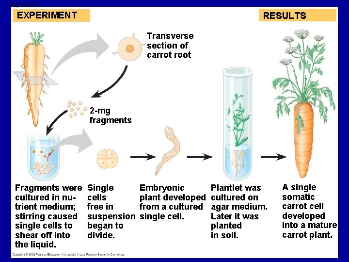 Fig. 20 -16 EXPERIMENT RESULTS Transverse section of carrot root 2 -mg fragments Fragments