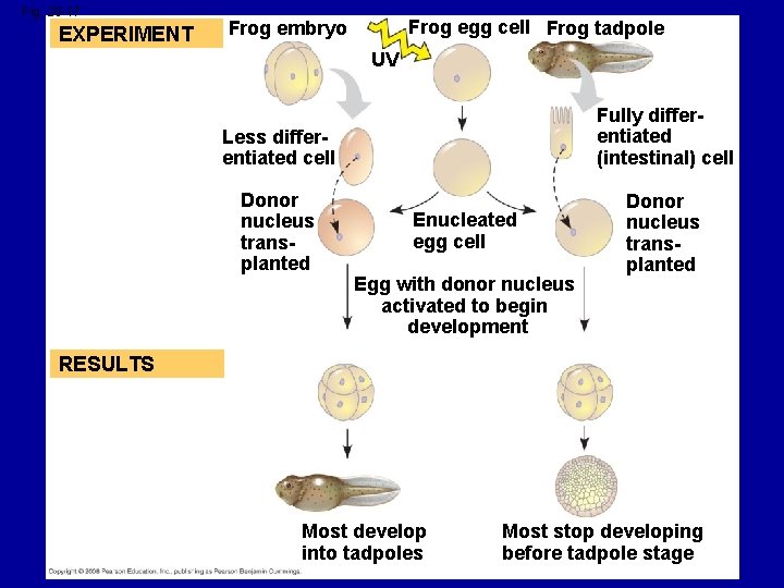 Fig. 20 -17 EXPERIMENT Frog egg cell Frog tadpole Frog embryo UV Less differentiated