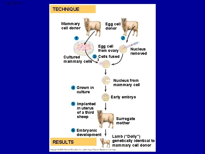 Fig. 20 -18 TECHNIQUE Mammary cell donor Egg cell donor 2 1 Egg cell