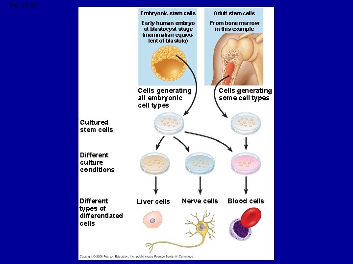 Fig. 20 -20 Embryonic stem cells Adult stem cells Early human embryo at blastocyst
