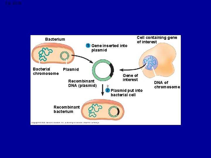 Fig. 20 -2 a Bacterium 1 Gene inserted into Cell containing gene of interest