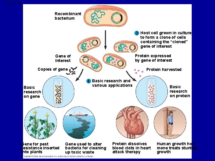 Fig. 20 -2 b Recombinant bacterium 3 Host cell grown in culture to form