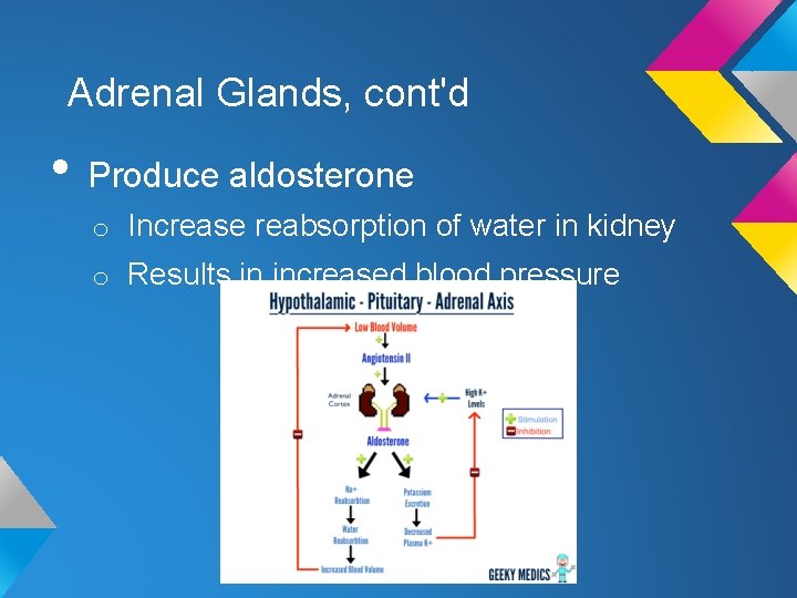 Adrenal Glands, cont'd • Produce aldosterone o Increase reabsorption of water in kidney o