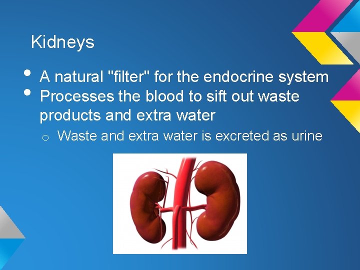 Kidneys • A natural "filter" for the endocrine system • Processes the blood to