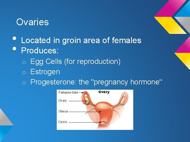 Ovaries • Located in groin area of females • Produces: o Egg Cells (for
