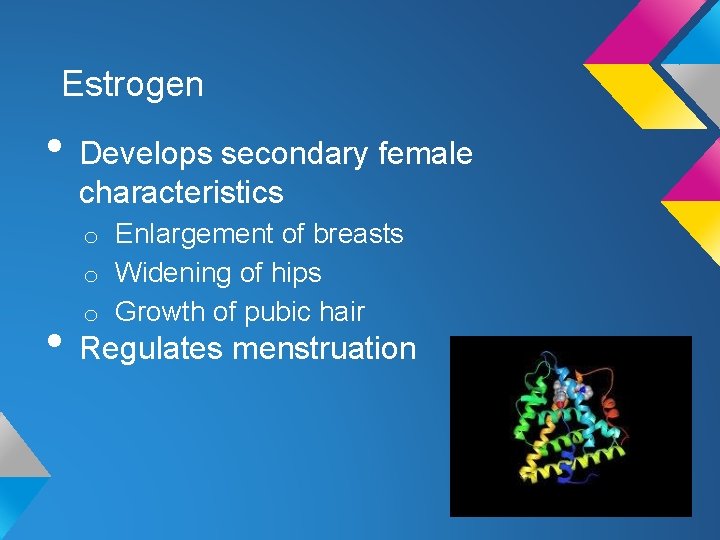 Estrogen • Develops secondary female characteristics o Enlargement of breasts o Widening of hips