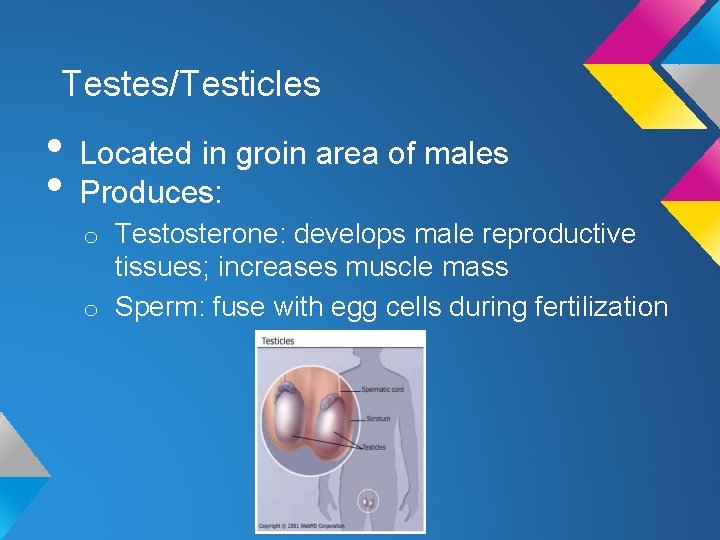 Testes/Testicles • Located in groin area of males • Produces: o Testosterone: develops male