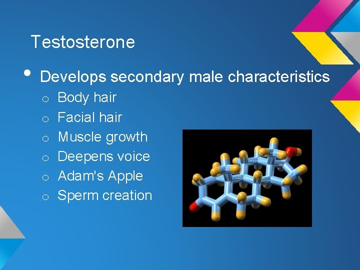 Testosterone • Develops secondary male characteristics o Body hair o Facial hair o Muscle