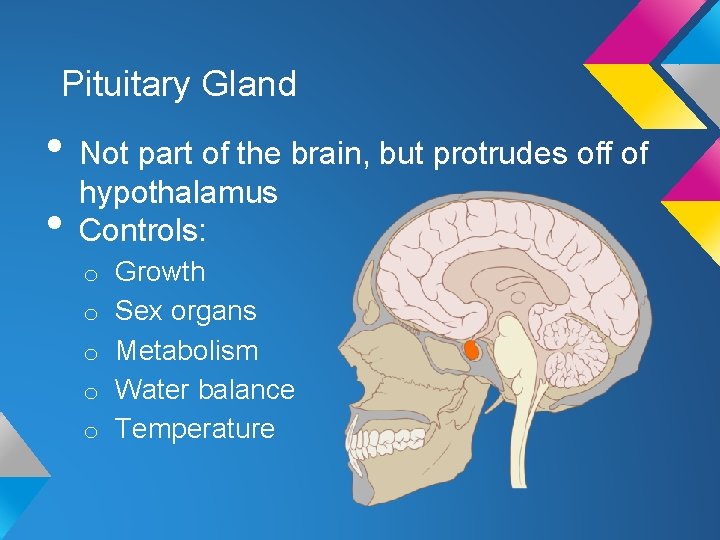Pituitary Gland • Not part of the brain, but protrudes off of hypothalamus •