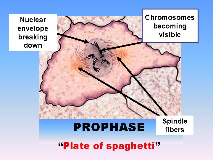 Nuclear envelope breaking down Chromosomes becoming visible PROPHASE “Plate of spaghetti” Spindle fibers 