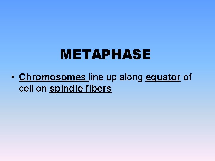 METAPHASE • Chromosomes line up along equator of cell on spindle fibers 