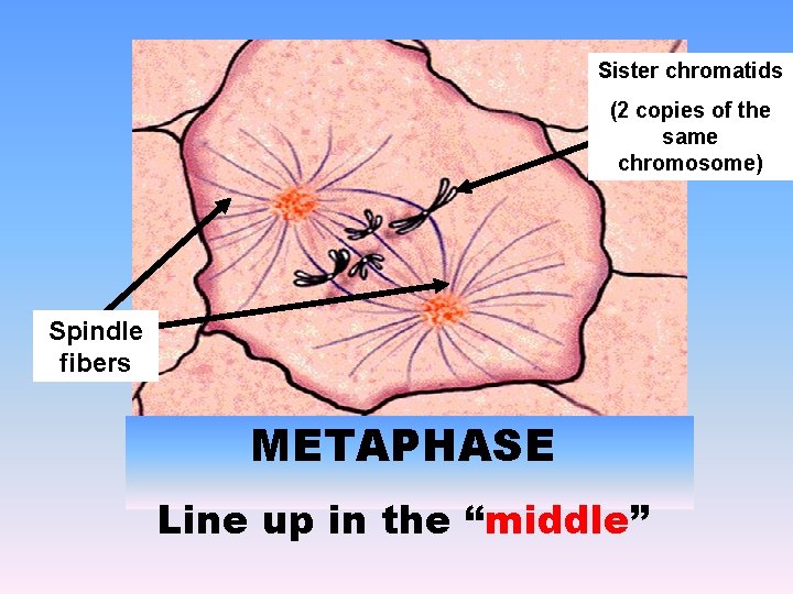 Sister chromatids (2 copies of the same chromosome) Spindle fibers METAPHASE Line up in