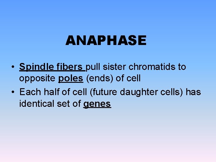ANAPHASE • Spindle fibers pull sister chromatids to opposite poles (ends) of cell •