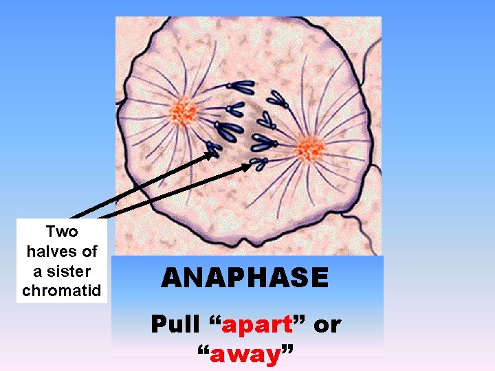 Two halves of a sister chromatid ANAPHASE Pull “apart” or “away” 