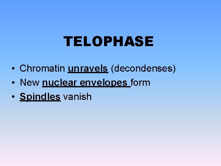 TELOPHASE • Chromatin unravels (decondenses) • New nuclear envelopes form • Spindles vanish 