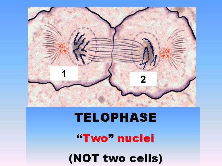 1 2 TELOPHASE “Two” nuclei (NOT two cells) 