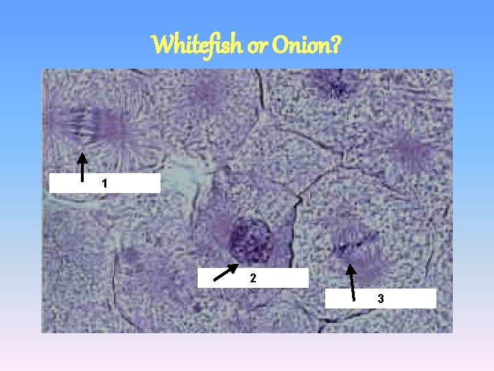 Whitefish or Onion? 1 2 3 