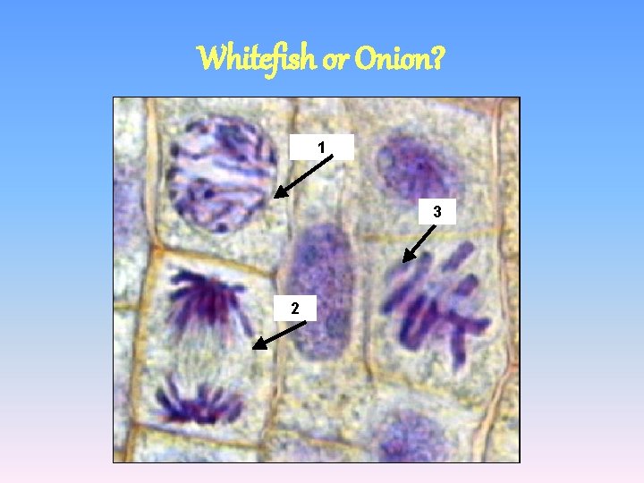 Whitefish or Onion? 1 3 2 