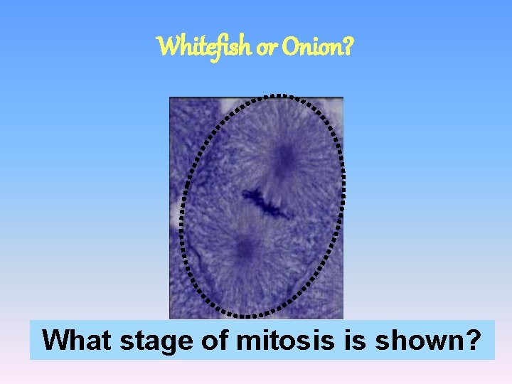 Whitefish or Onion? What stage of mitosis is shown? 