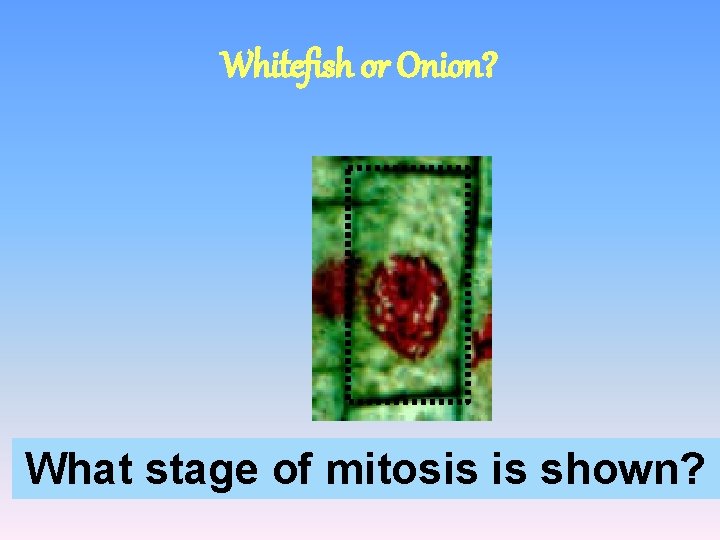 Whitefish or Onion? What stage of mitosis is shown? 