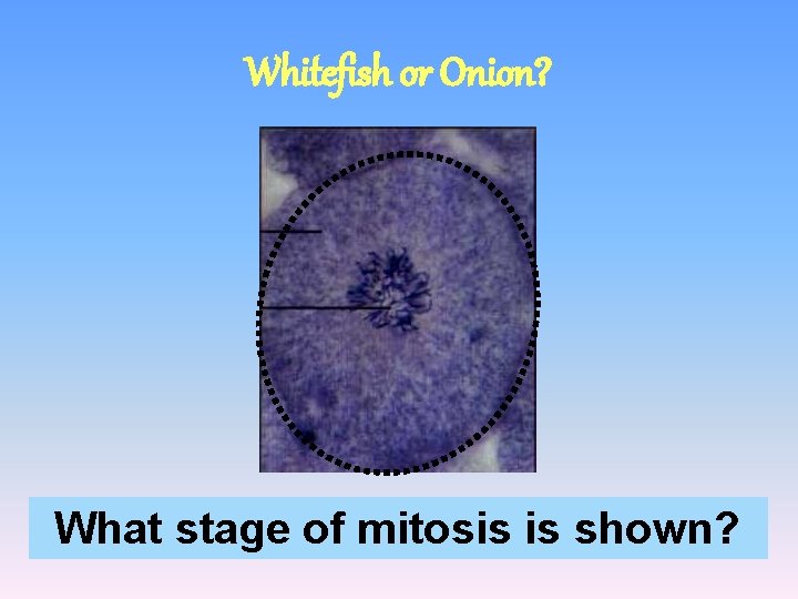 Whitefish or Onion? What stage of mitosis is shown? 