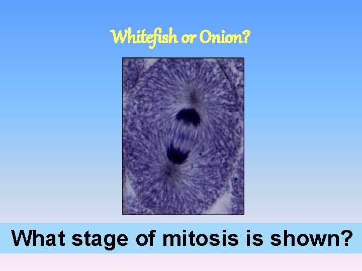 Whitefish or Onion? What stage of mitosis is shown? 