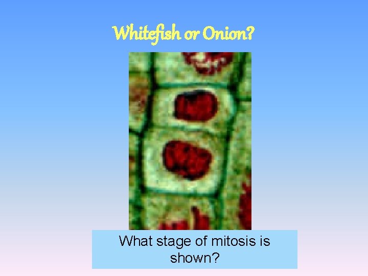 Whitefish or Onion? What stage of mitosis is shown? 