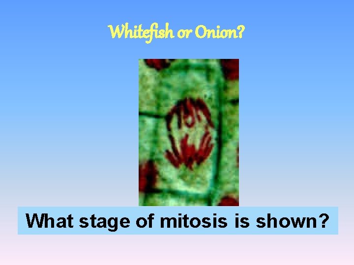 Whitefish or Onion? What stage of mitosis is shown? 